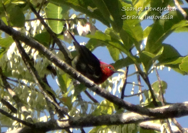 Seram Myzomela photo