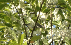 Myzomela blasii