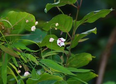 Oxystelma esculentum