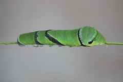 Menelaides