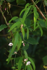 Oxystelma esculentum