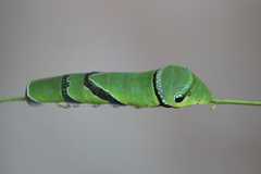 Menelaides