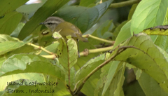 Phylloscopus poliocephalus ceramensis