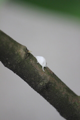 Ceroplastes destructor