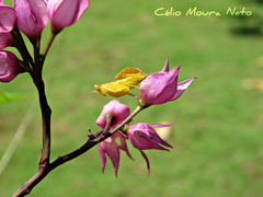 Photiomantis planicephala