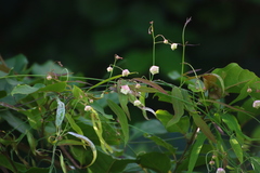 Oxystelma esculentum