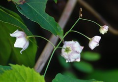 Oxystelma esculentum