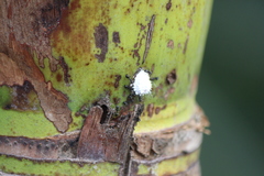 Dolichoderus thoracicus