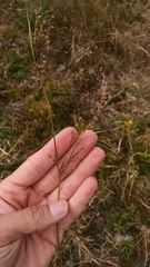 Juncus anthelatus