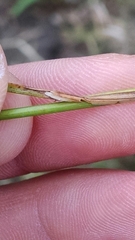 Juncus anthelatus
