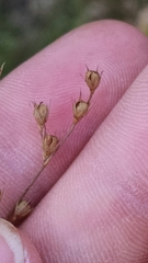 Juncus anthelatus