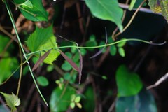 Oxystelma esculentum