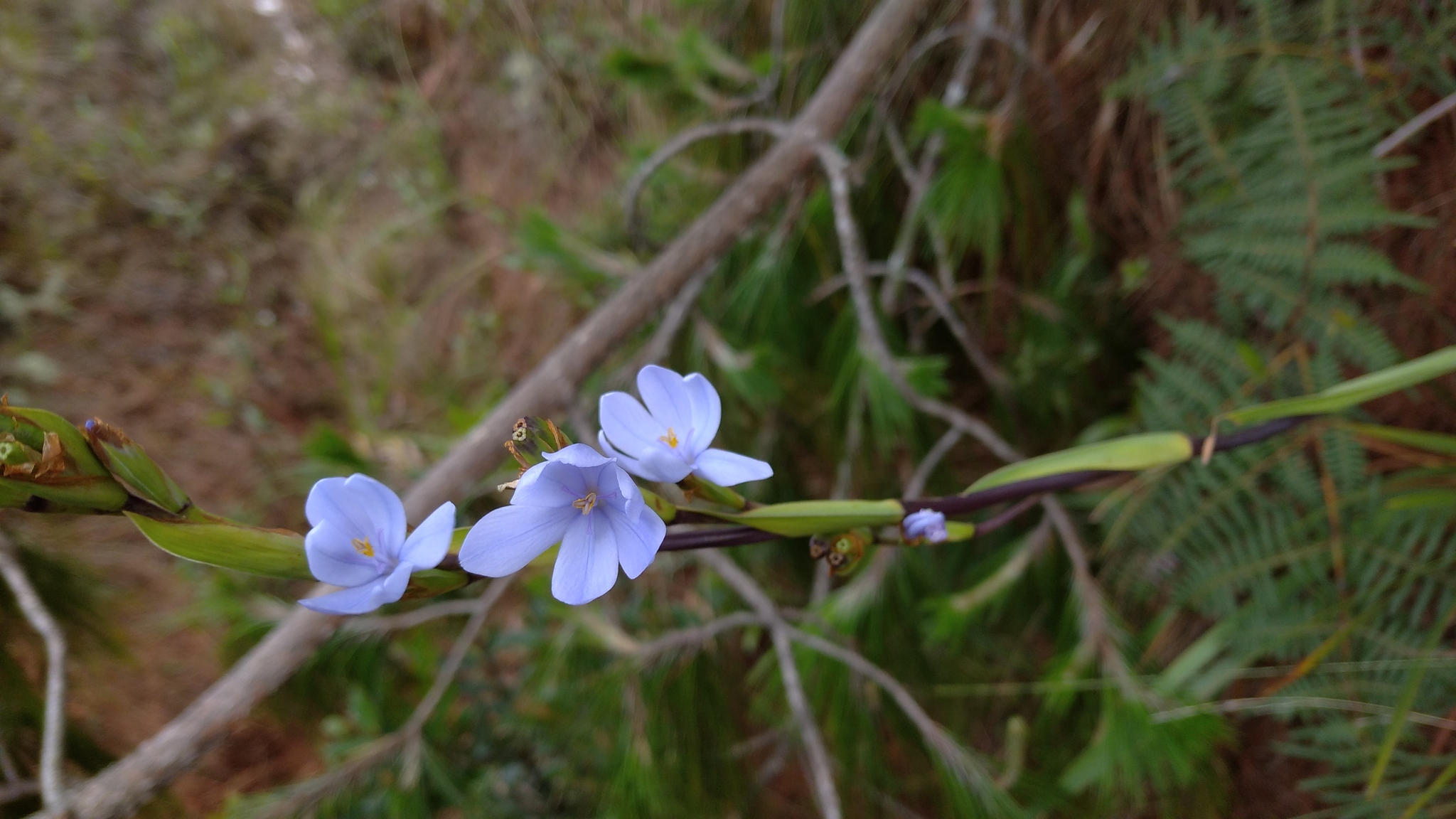Orthrosanthus chimboracensis image