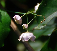 Oxystelma esculentum