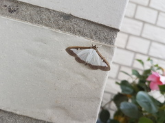 Cydalima perspectalis