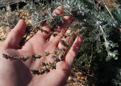 Artemisia fragrans