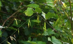 Oxystelma esculentum