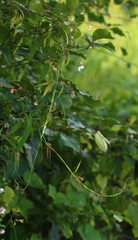 Oxystelma esculentum