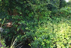 Oxystelma esculentum