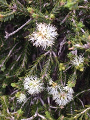Melaleuca halmaturorum