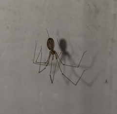 Pholcus phalangioides
