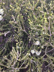 Melaleuca halmaturorum