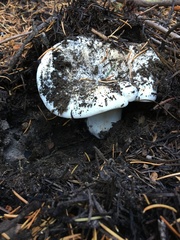 Russula cascadensis