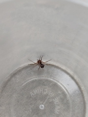 Steatoda triangulosa