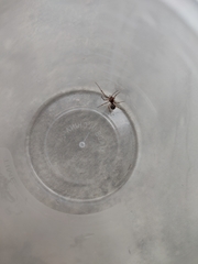 Steatoda triangulosa