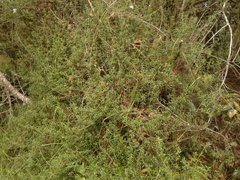 Galianthe bogotensis