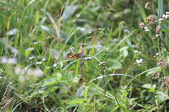 Vanessa cardui