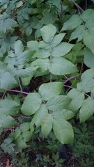 Rubus idaeus idaeus