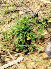 Viola cleistogamoides