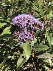 Ageratina dendroides