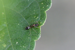 Camponotus albosparsus