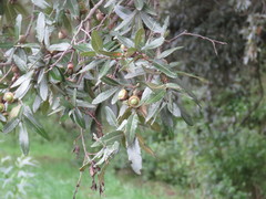 Quercus crassipes