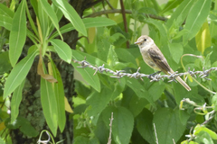 Empidonax albigularis