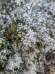 Leucopogon affinis
