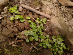 Ranunculus flagelliformis