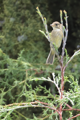 Empidonax albigularis