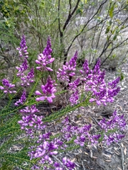 Comesperma ericinum