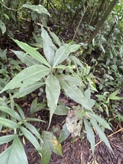 Tradescantia zanonia image