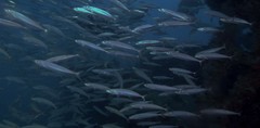 Decapterus