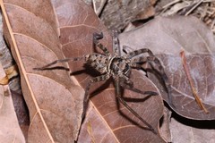 Heteropoda venatoria