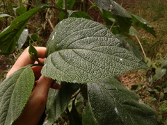 Varronia cylindrostachya