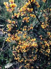 Dillwynia ramosissima