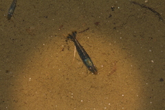 Neocaridina palmata