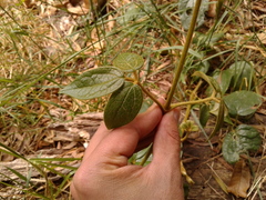 Clematis haenkeana