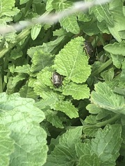 Chlorochroa