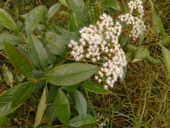 Ageratina popayanensis
